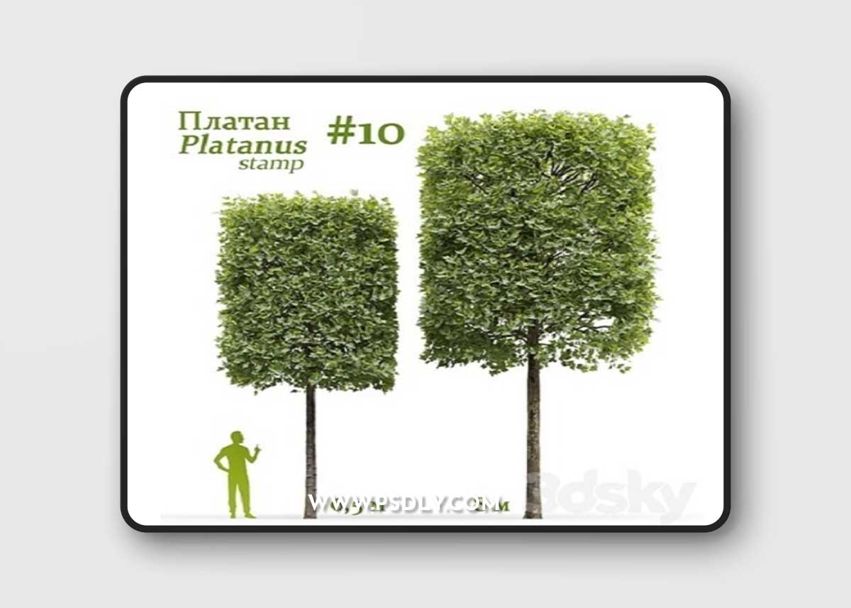 Plane-tree / Sycamore / Platanus stamp #10