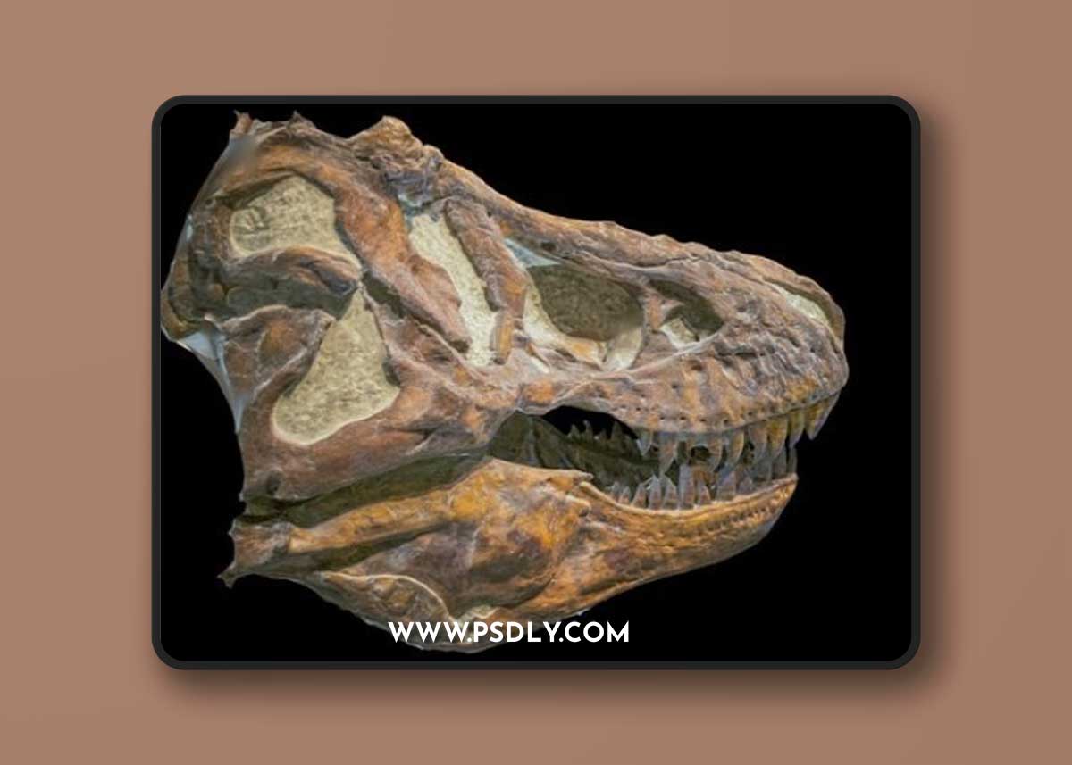 Tyrannosaurus rex skull 3D Model