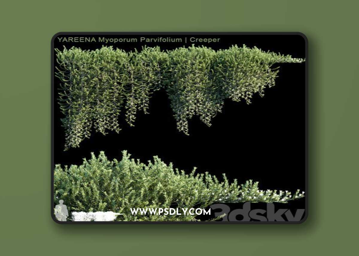 YAREENA Myoporum Parvifolium creeper 5 module