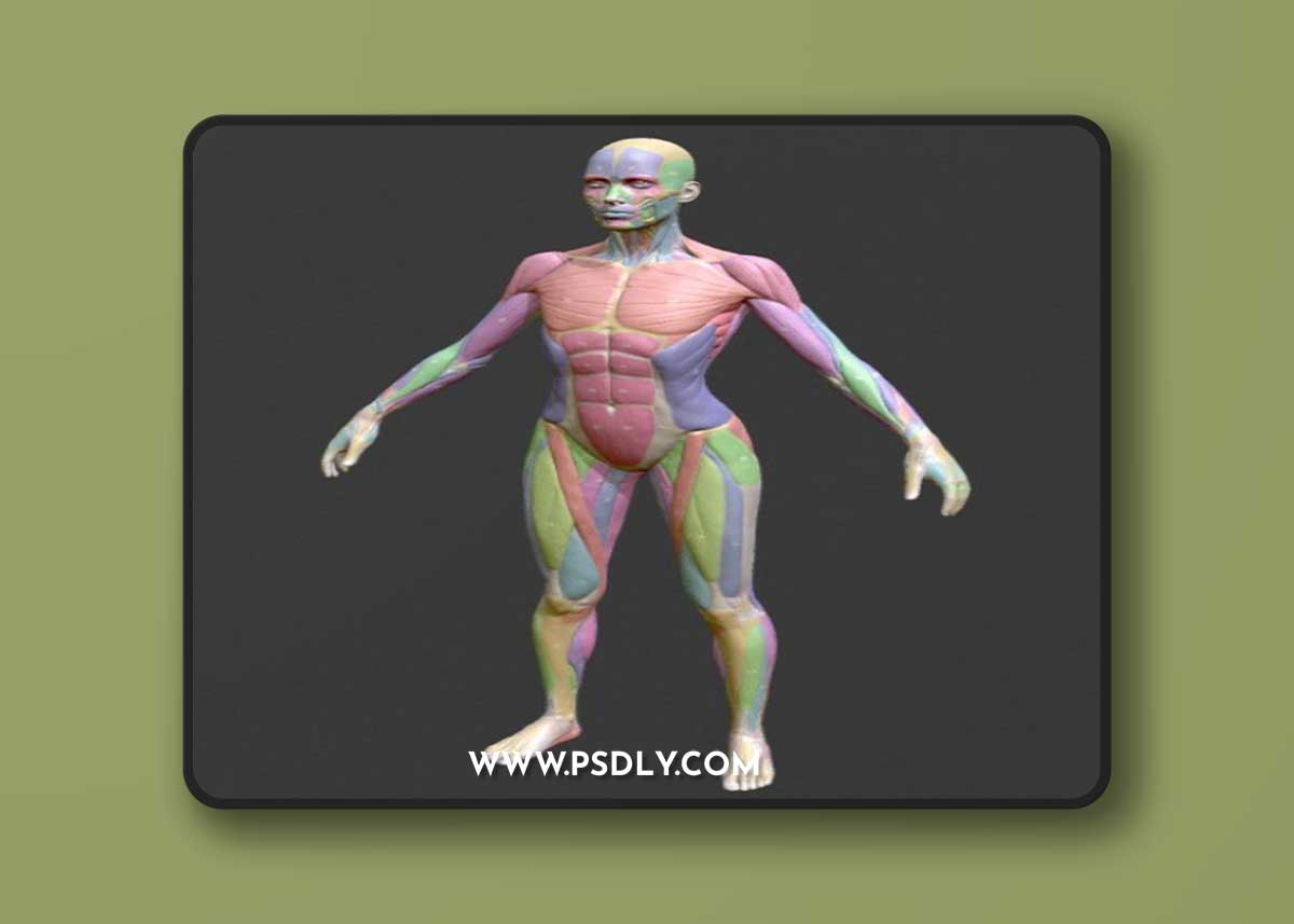 Écorché Female Musclenames Anatomy