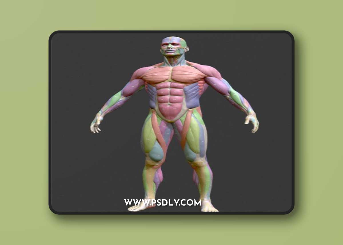 Écorché Male Musclenames Anatomy