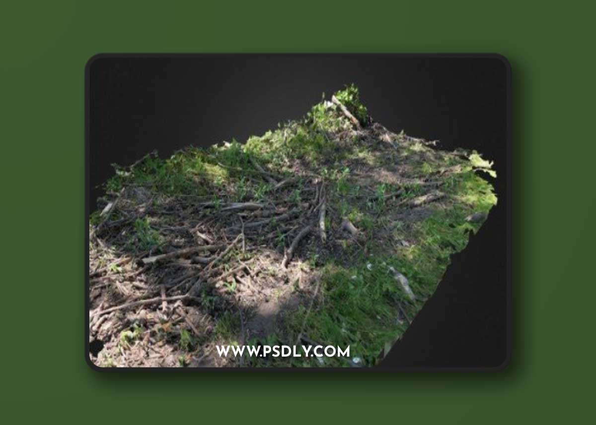 Forest floor scan 3D Model
