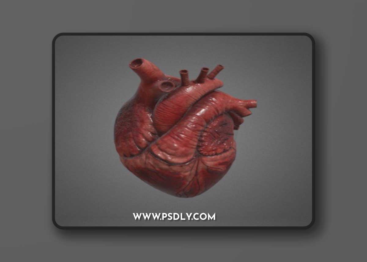 Human Heart 3D Model