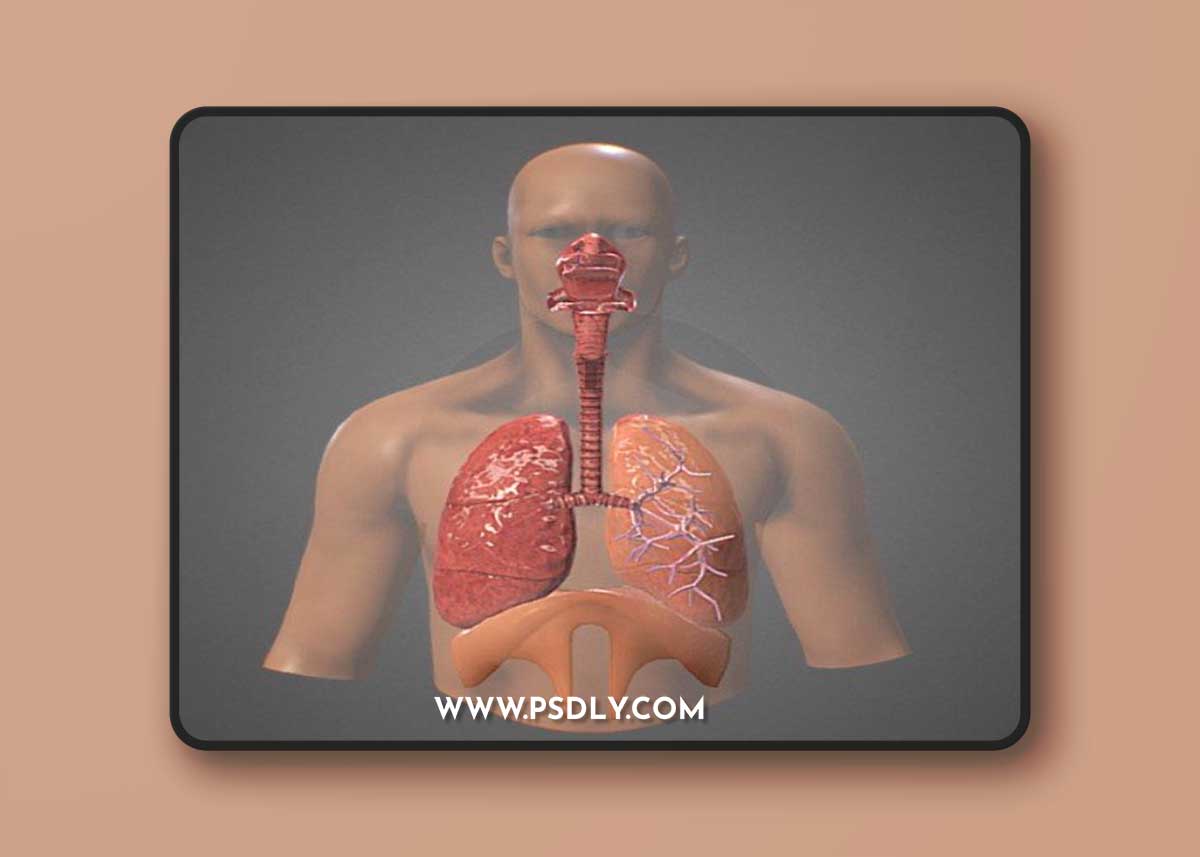 Human Respiratory system review 3D model