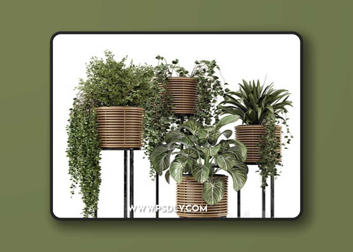 Indoor Plants in natural rattan Pot on Metal Base – Set 592