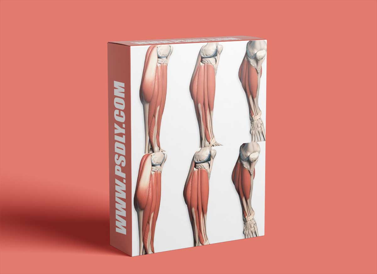 Proko Anatomy - Legs (adductors, quads, hamstrings & calves)