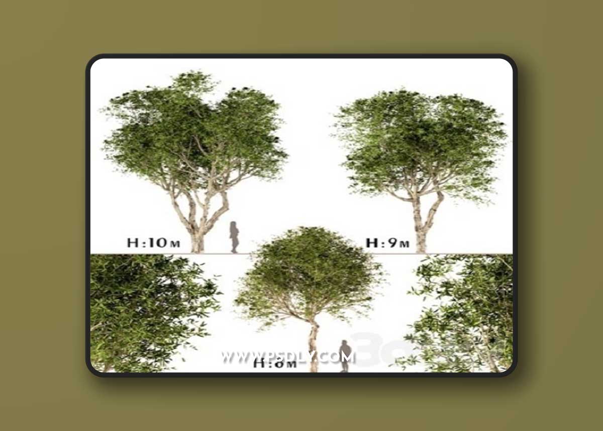 Set of Broad Leaved Paperbark Trees 3d model