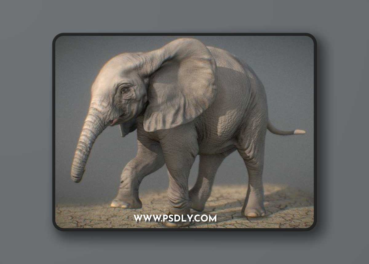 African Elephant calf sculpt 3D Model