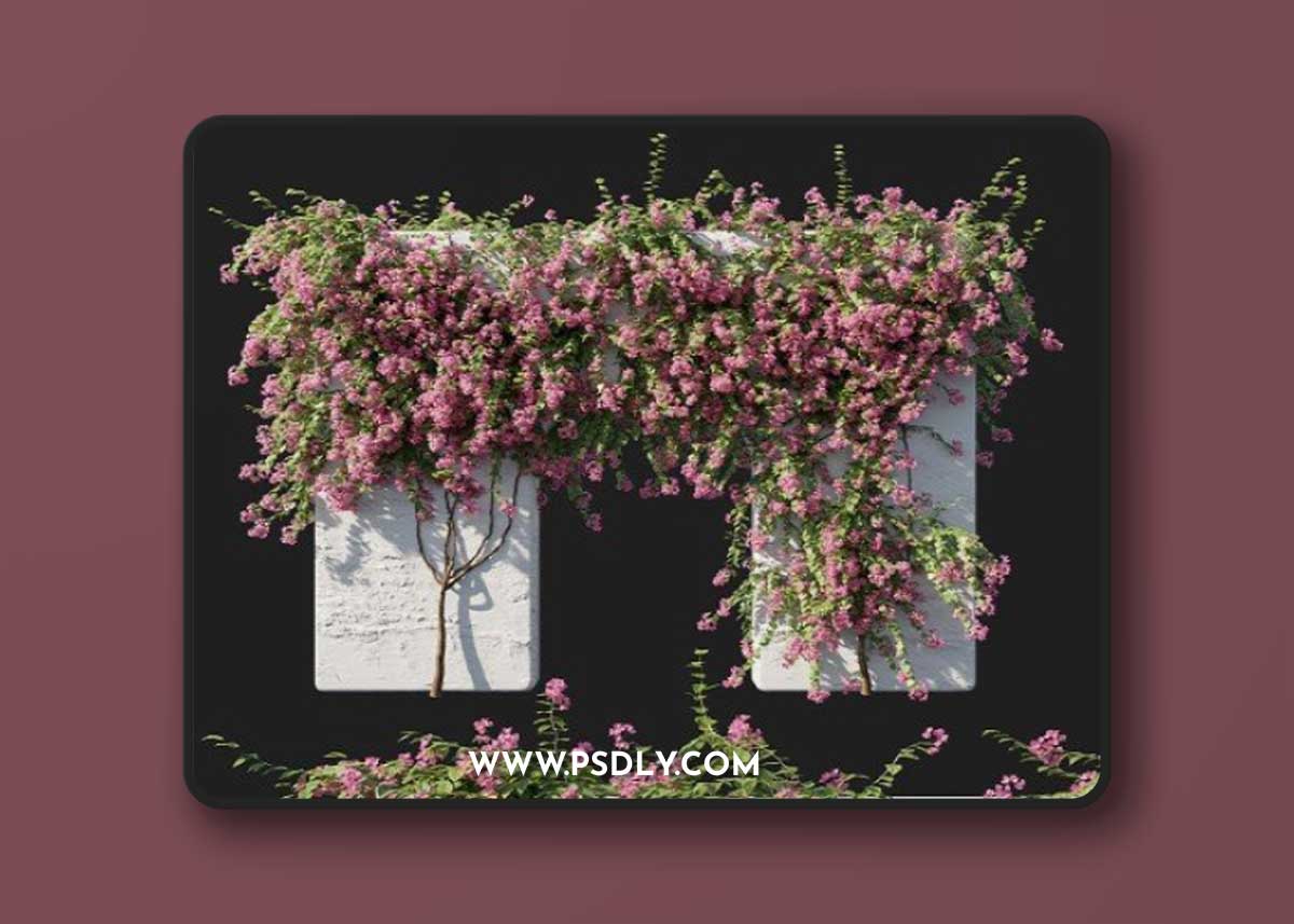 Bougainvillea 02 Corona