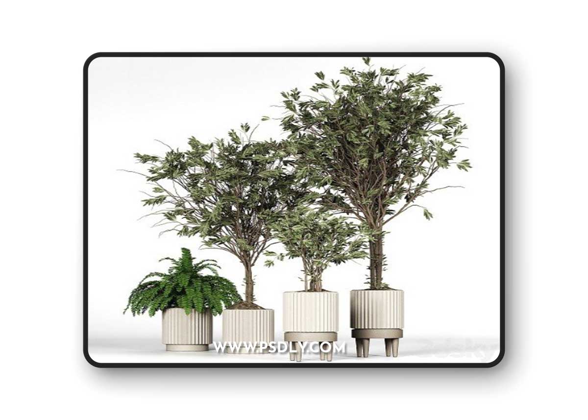 Collection plant 005 | Vray+Corona