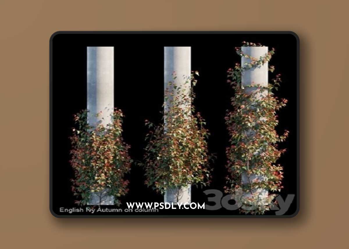 English Ivy Autumn on column