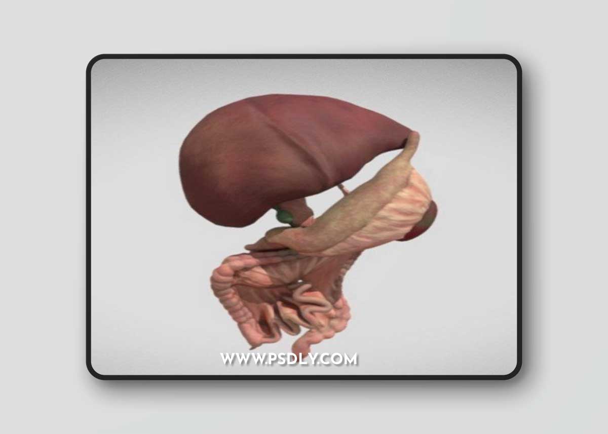 Fetal digestive system 3d model