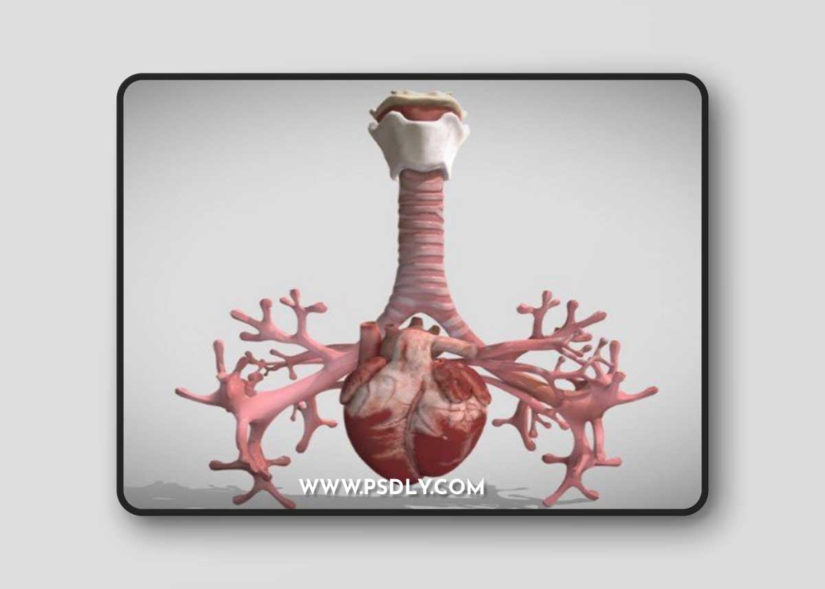 Heart Bronchiole Airways 3D model