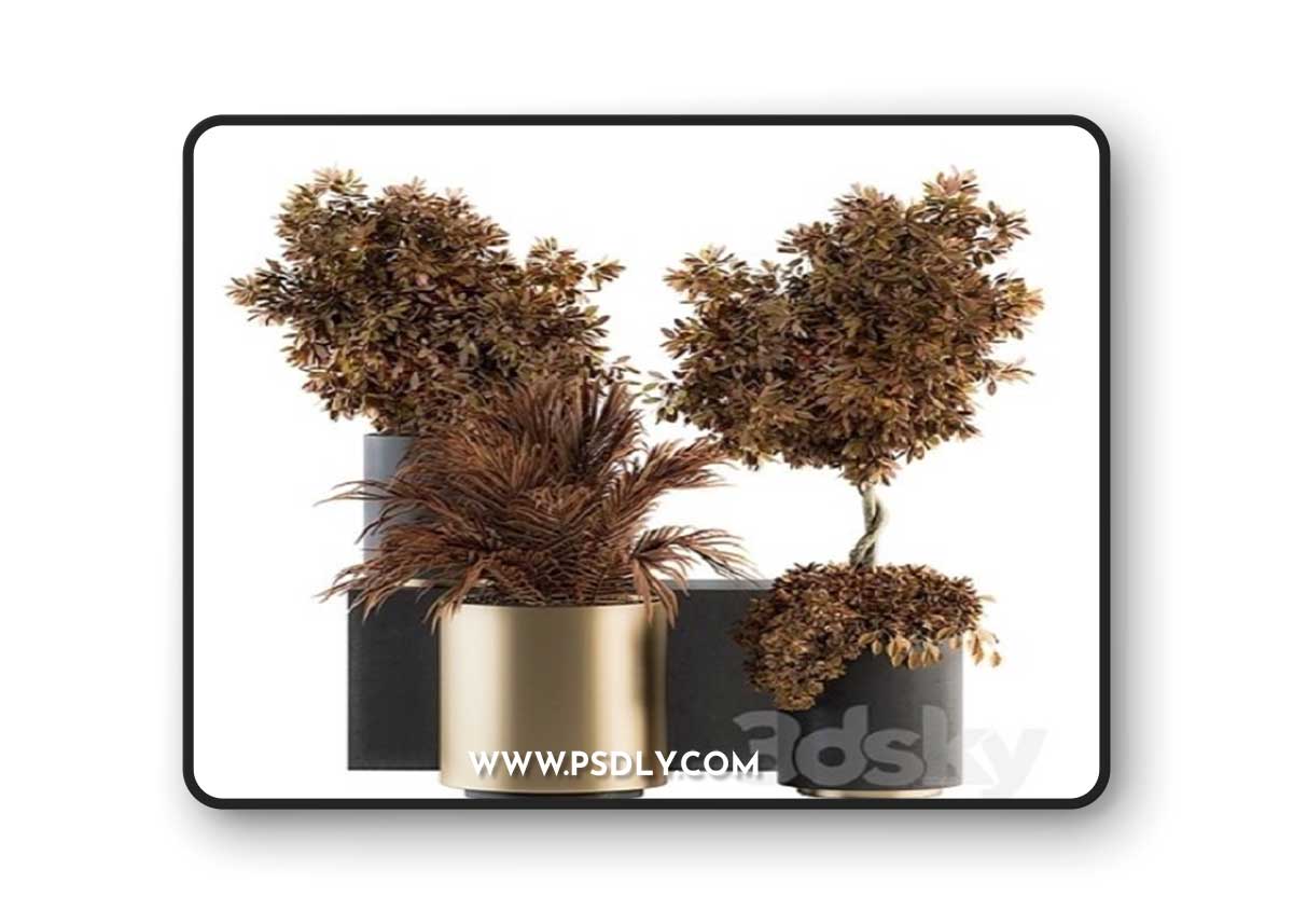 Indoor Plant Set 91 Vray+Corona