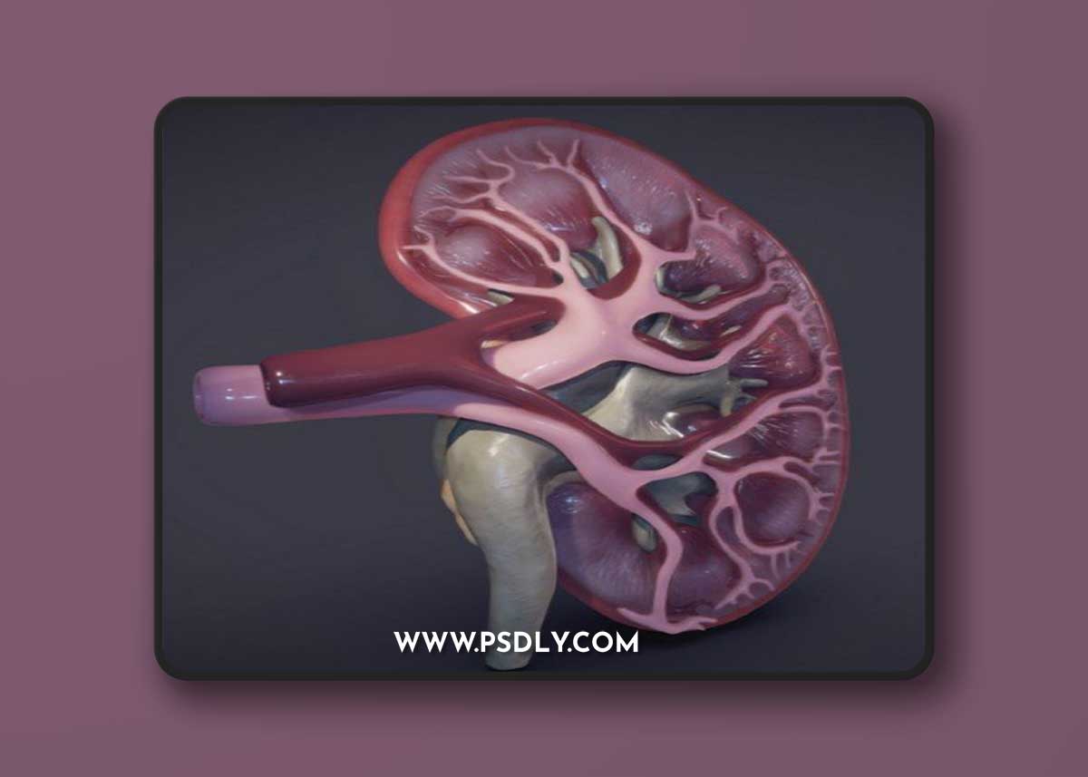 Kidney Cross Section 3D Model