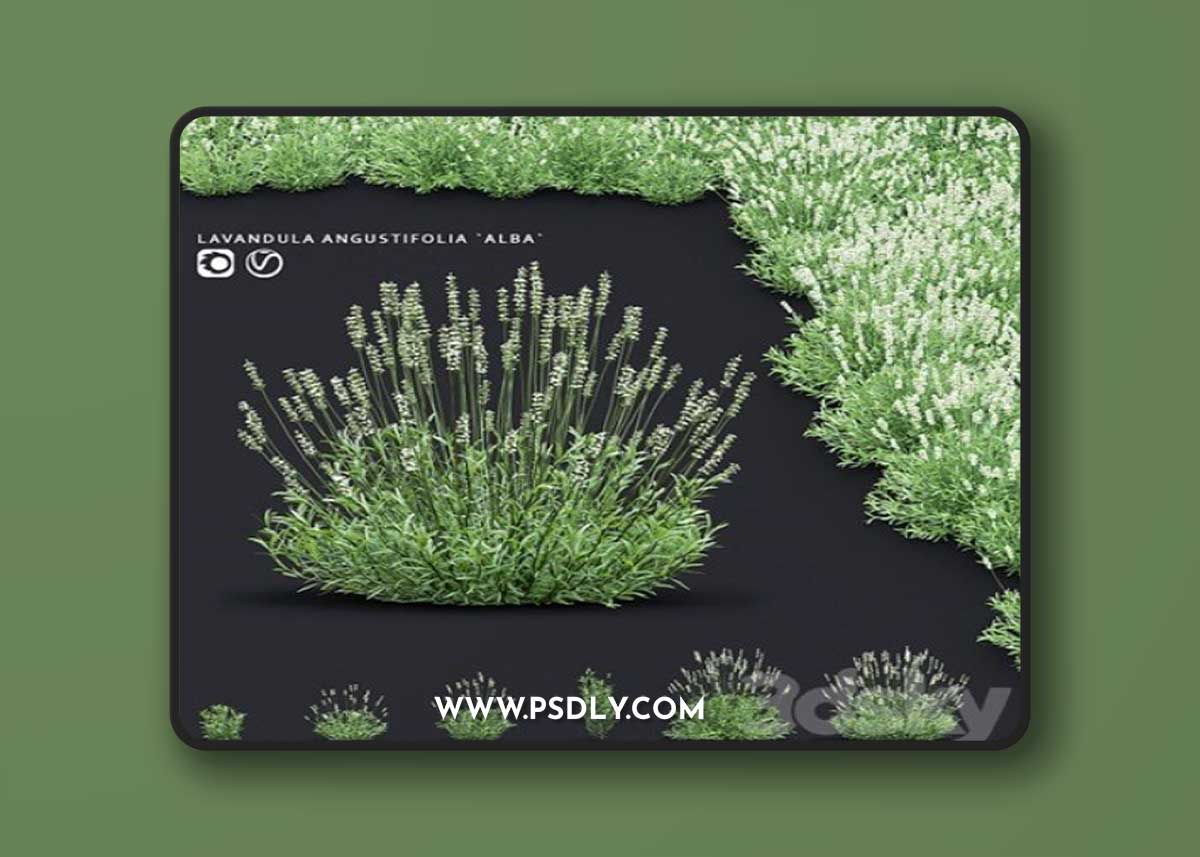 Lavender angustifolia flowers | Lavandula angustifolia Alba