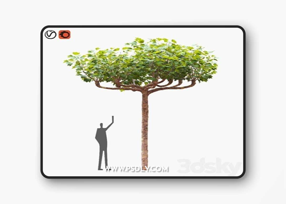 London planetree сanopy 5,11 m