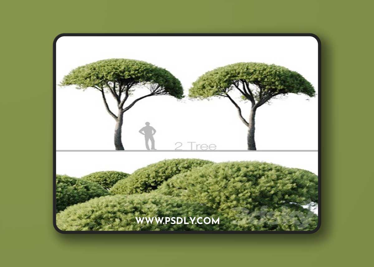 Pinus Pinea 13m and 12m