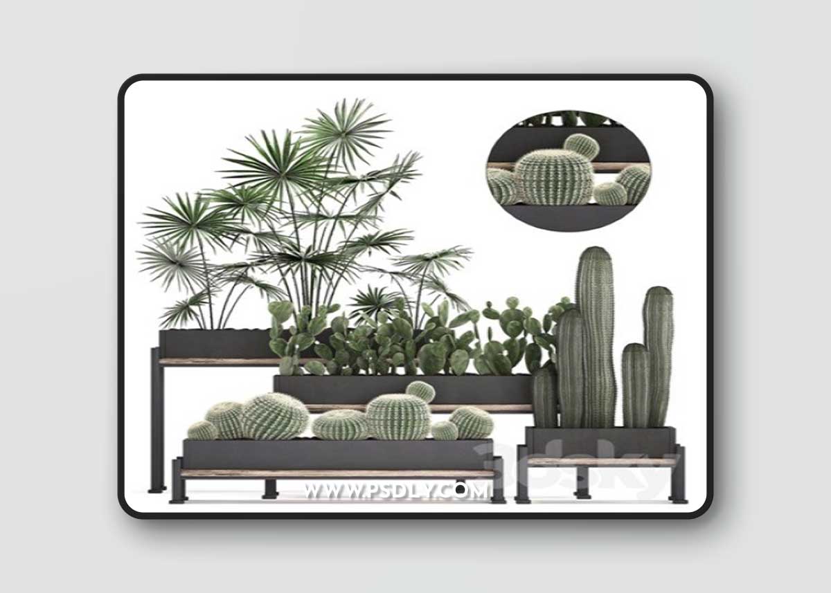 Plant Collection 462