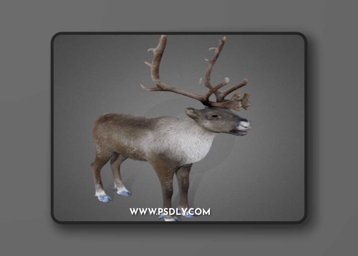 Reindeer 3D model