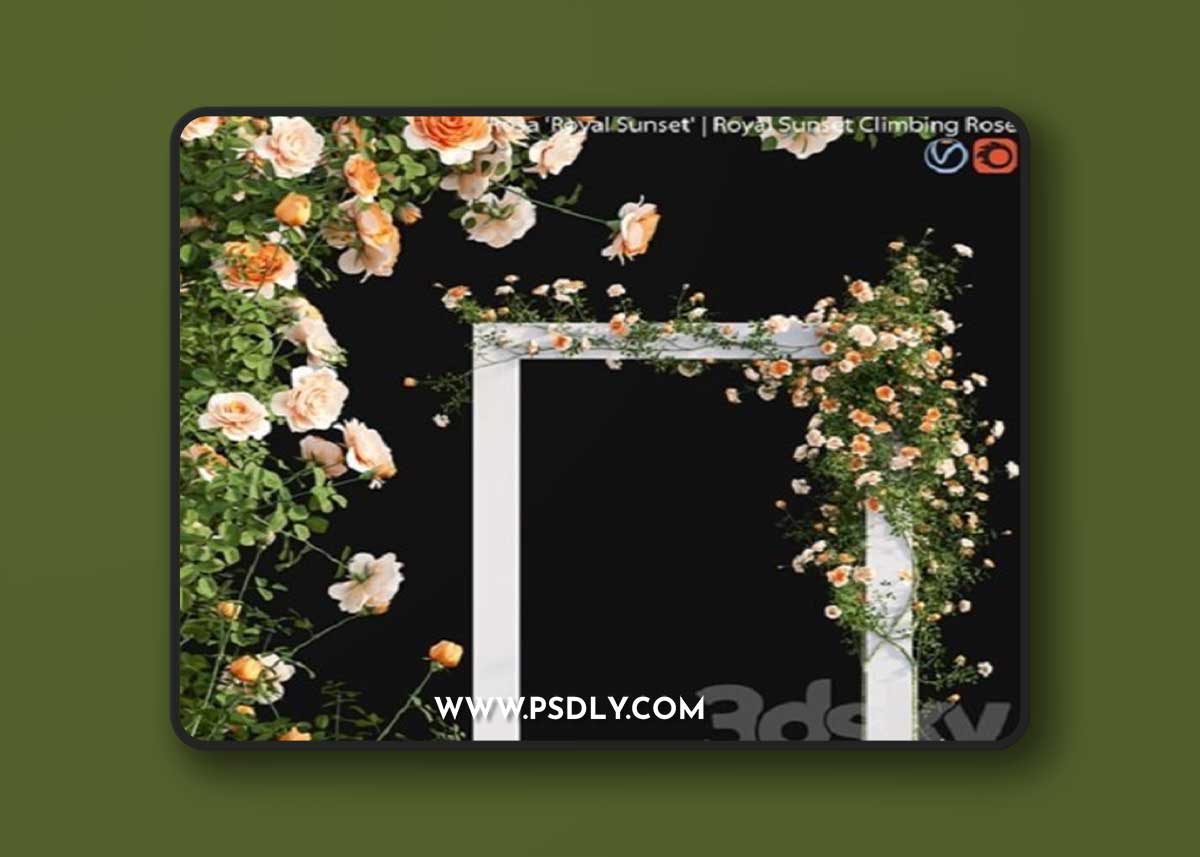 Royal Sunset Climbing Rose 01