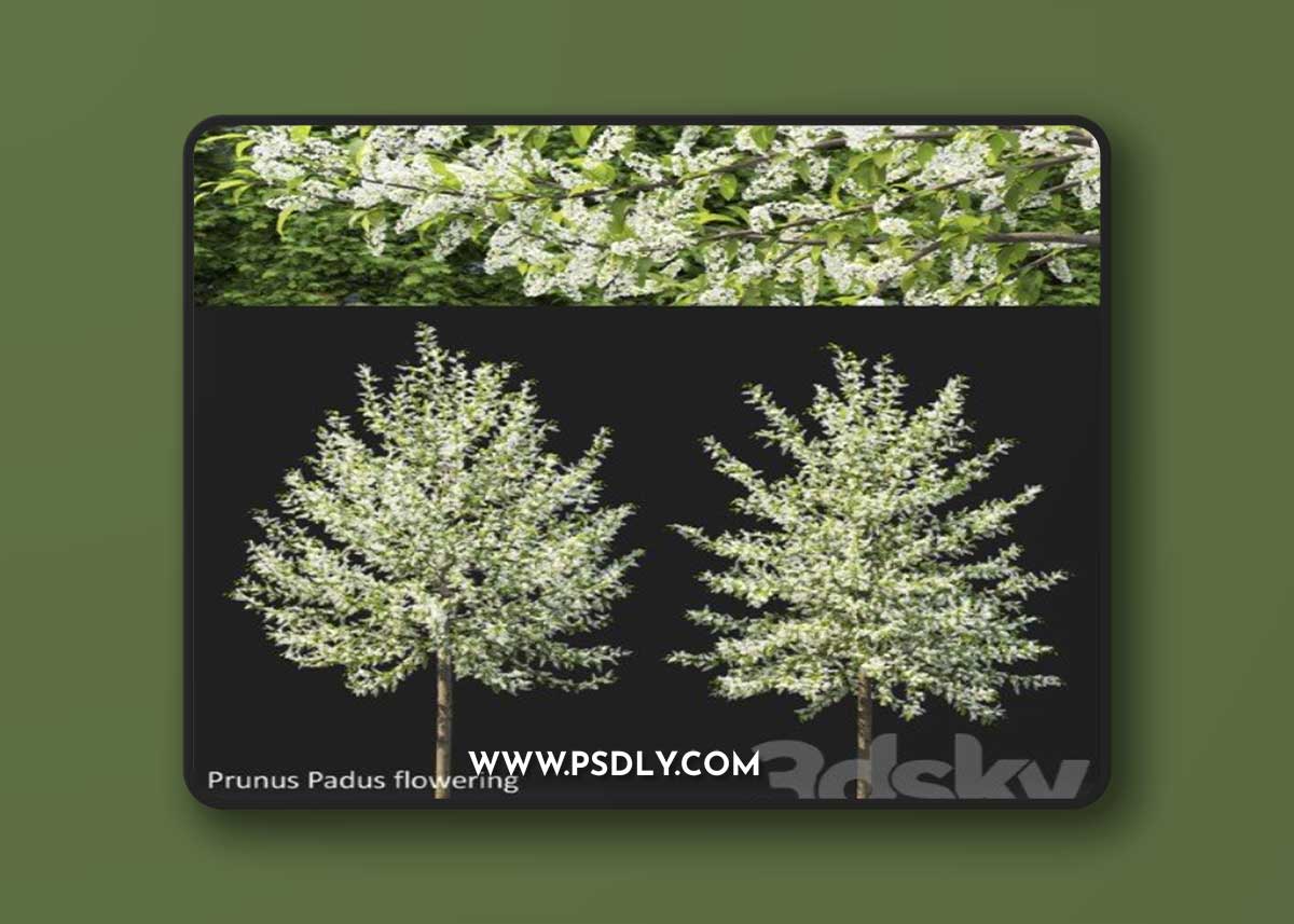 Bird Cherry Prunus Padus Flowering 3 Corona