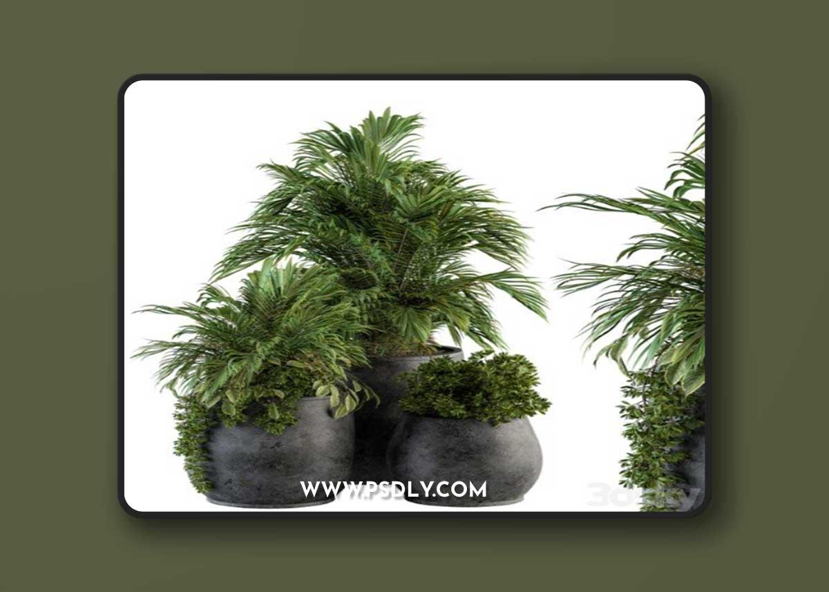 Indoor Plant Set 113 - Black Pot Vray+Corona