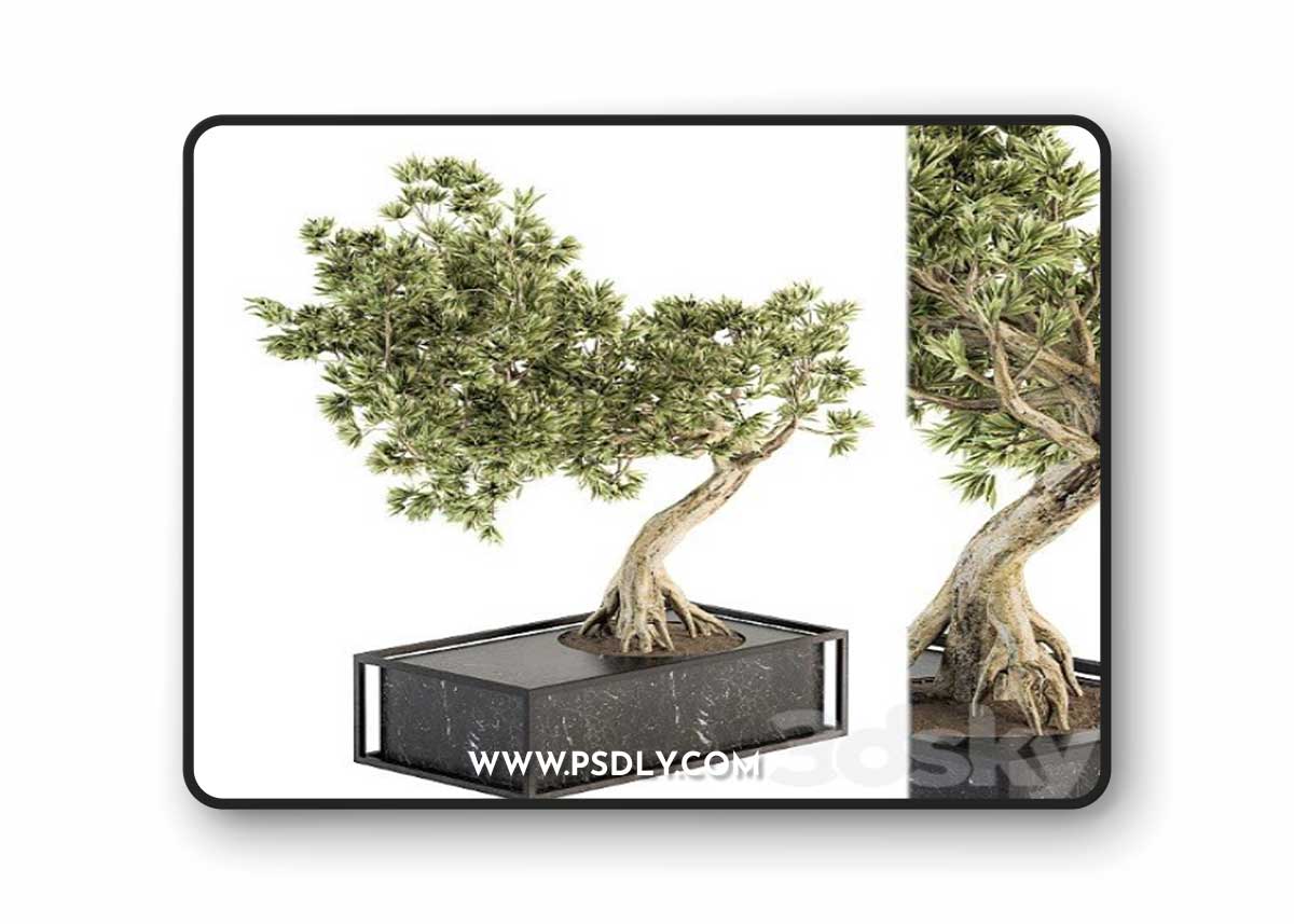 Indoor Plant Set 225 Bonsai Plant Vray+Corona