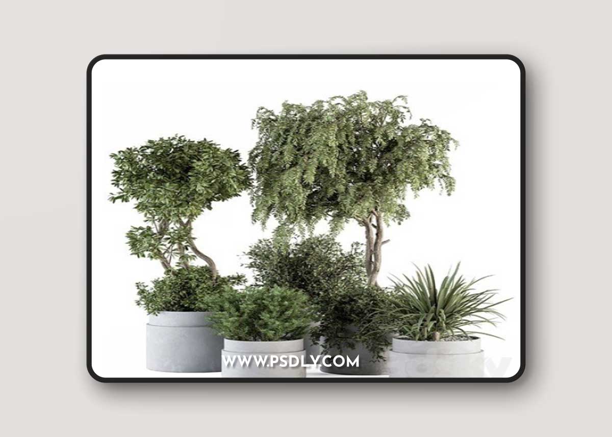 Indoor Plant Set 341- Tree and Plant Set in Gray pot