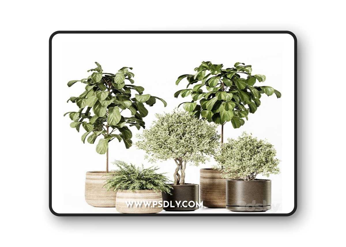 Indoor Plants Set 022 Vray+Corona