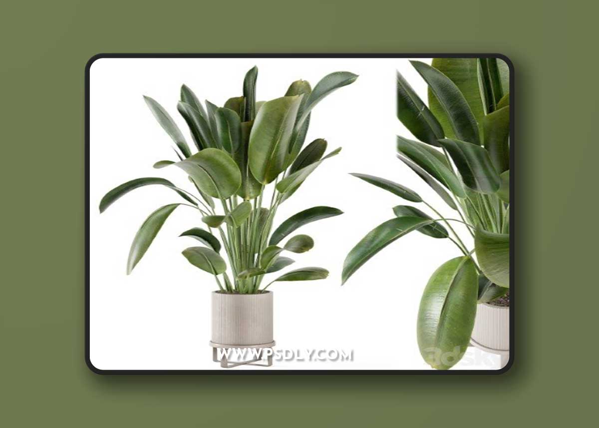 Indoor Plants in Ferm Living Bau Pot Large - Set 378 Vray+Corona