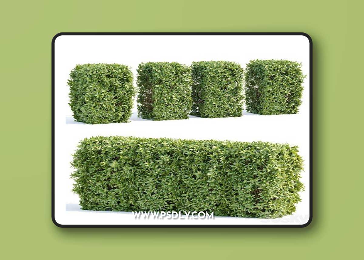 Laurel Hedging Bushes Vol 111 Vray+Corona