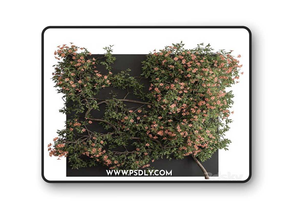 Outdoor Plant Set 426 Ivy on Wall Vray+Corona