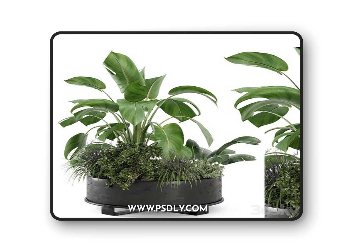 Outdoor Plants Bush in Rusty Metal Pot Set 222 Vray+Corona