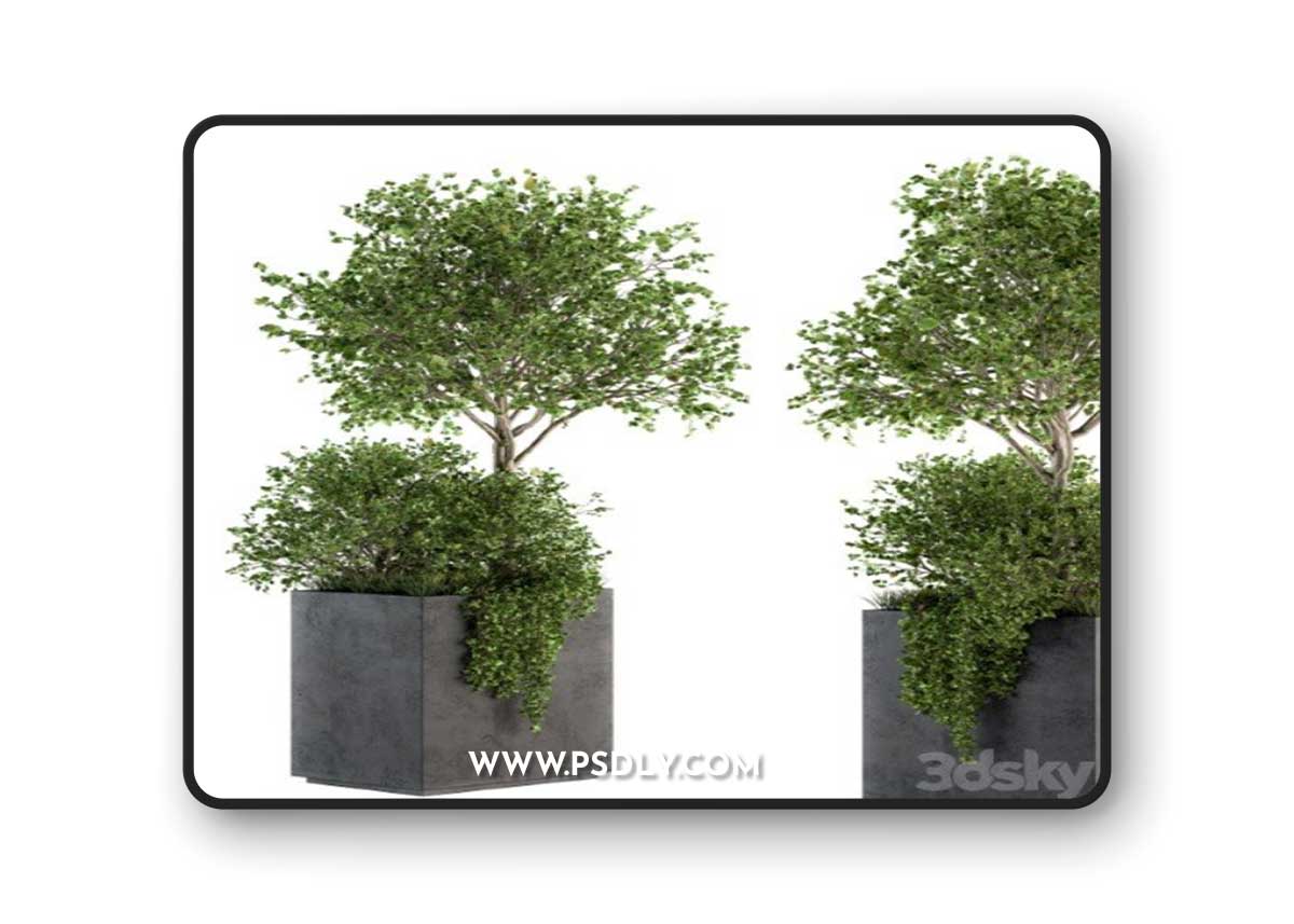 Outdoor Plants in Concrete Plant Box - Set 93 Vray+Corona