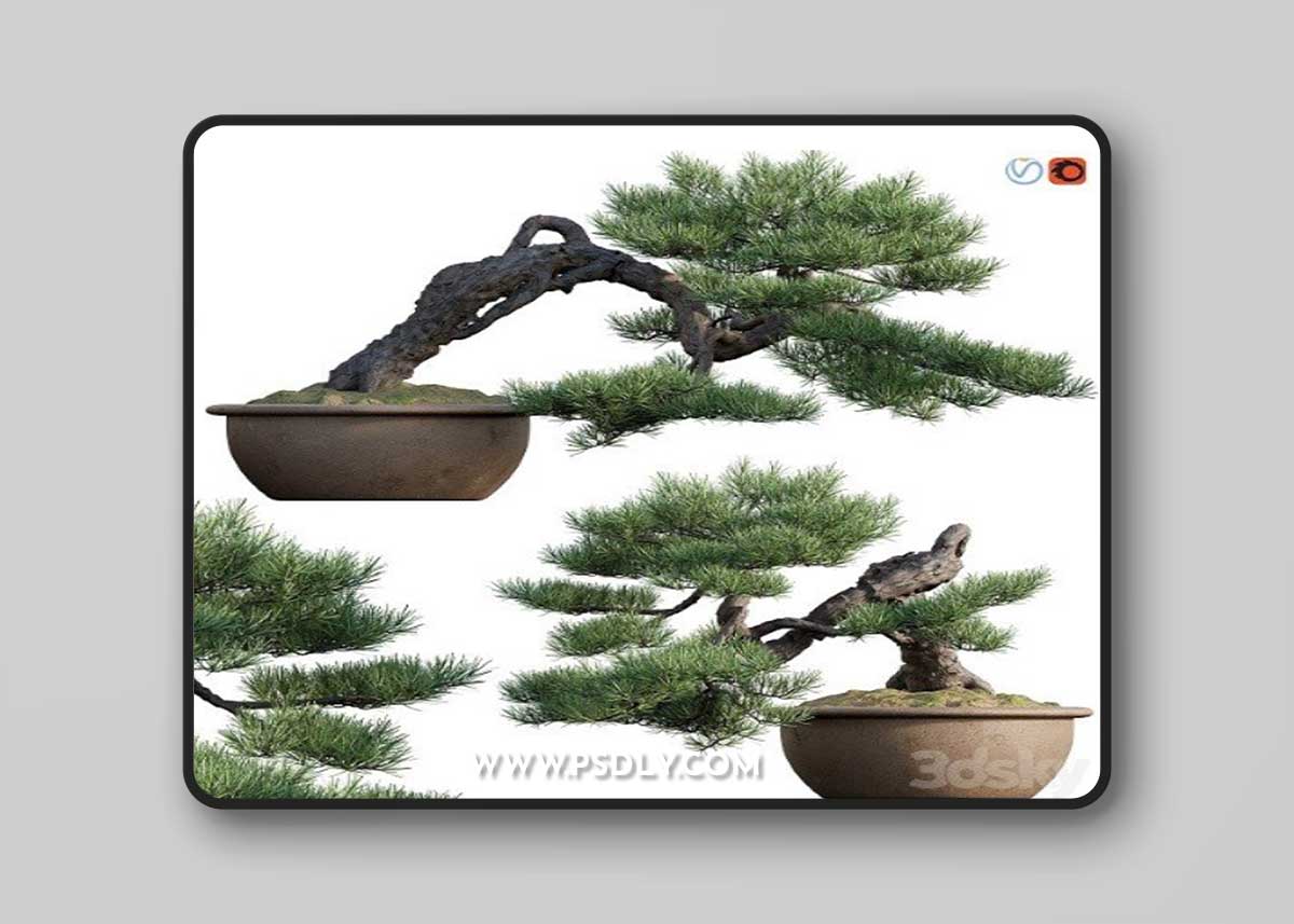 Pine Bonsai 03 Vray+Corona
