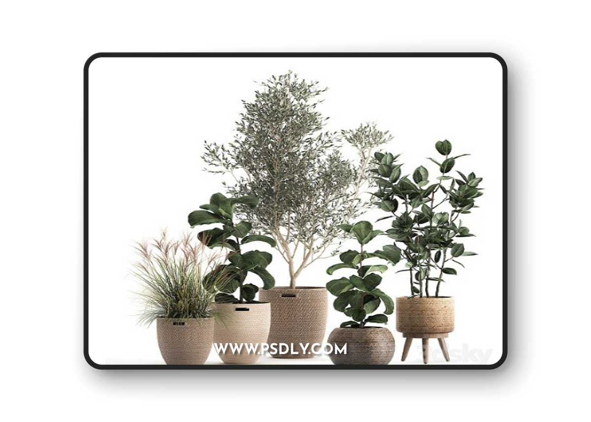 Plant Collection 972 Vray