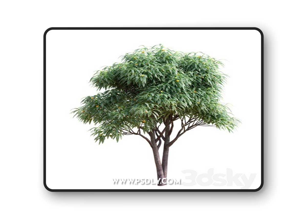 Pro 3DSky - Deciduous tree with fruit - Medlar