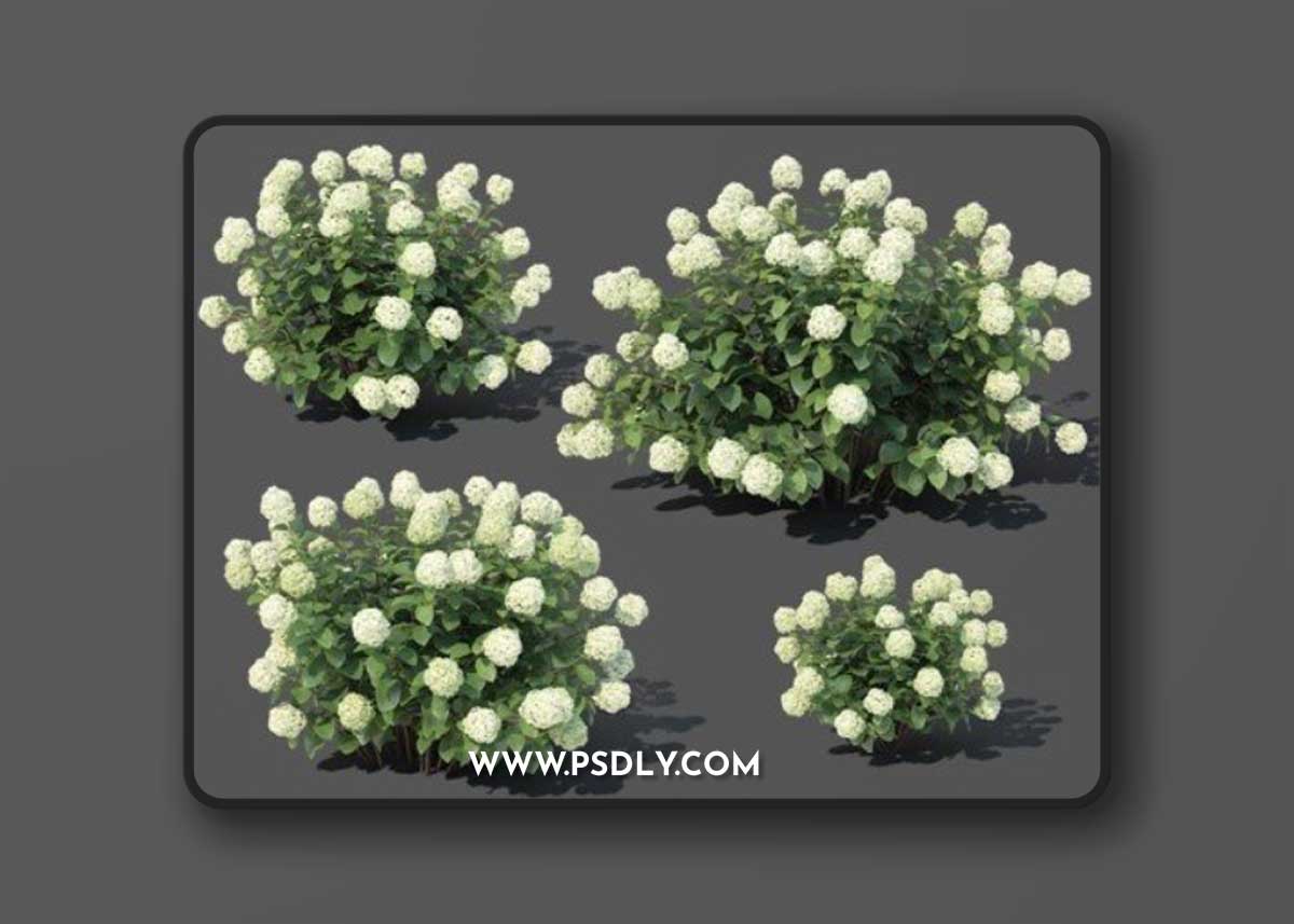 Pro 3DSky - Hydrangea arborescens # 1. 4 sizes