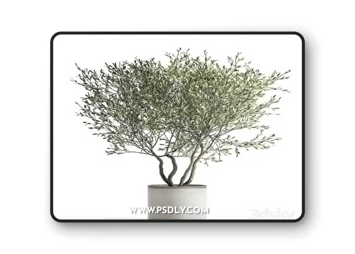 Pro 3DSky - Olive Tree 970