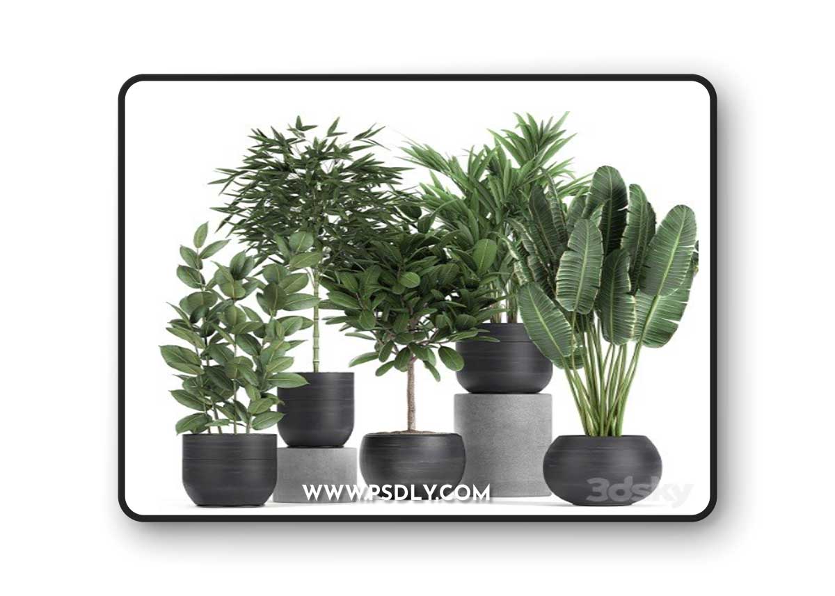 Pro 3DSky - Plant collection 715. Bamboo, ficus, palm, banana, black pot, plumeria, bush, exotic plants