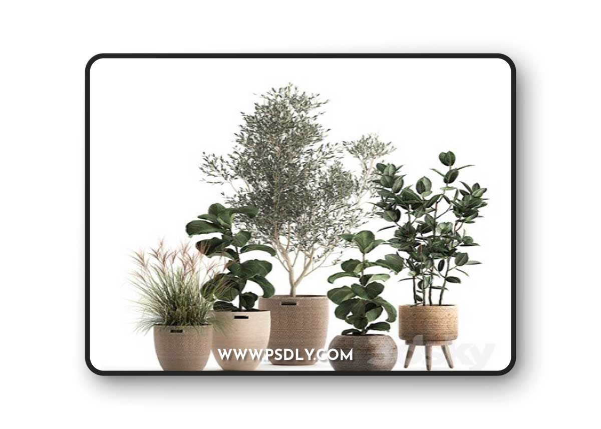Pro 3DSky - Plant collection 972. Olive, basket, rattan, tree, reed, flowerpot, eco design, Scandinavian style