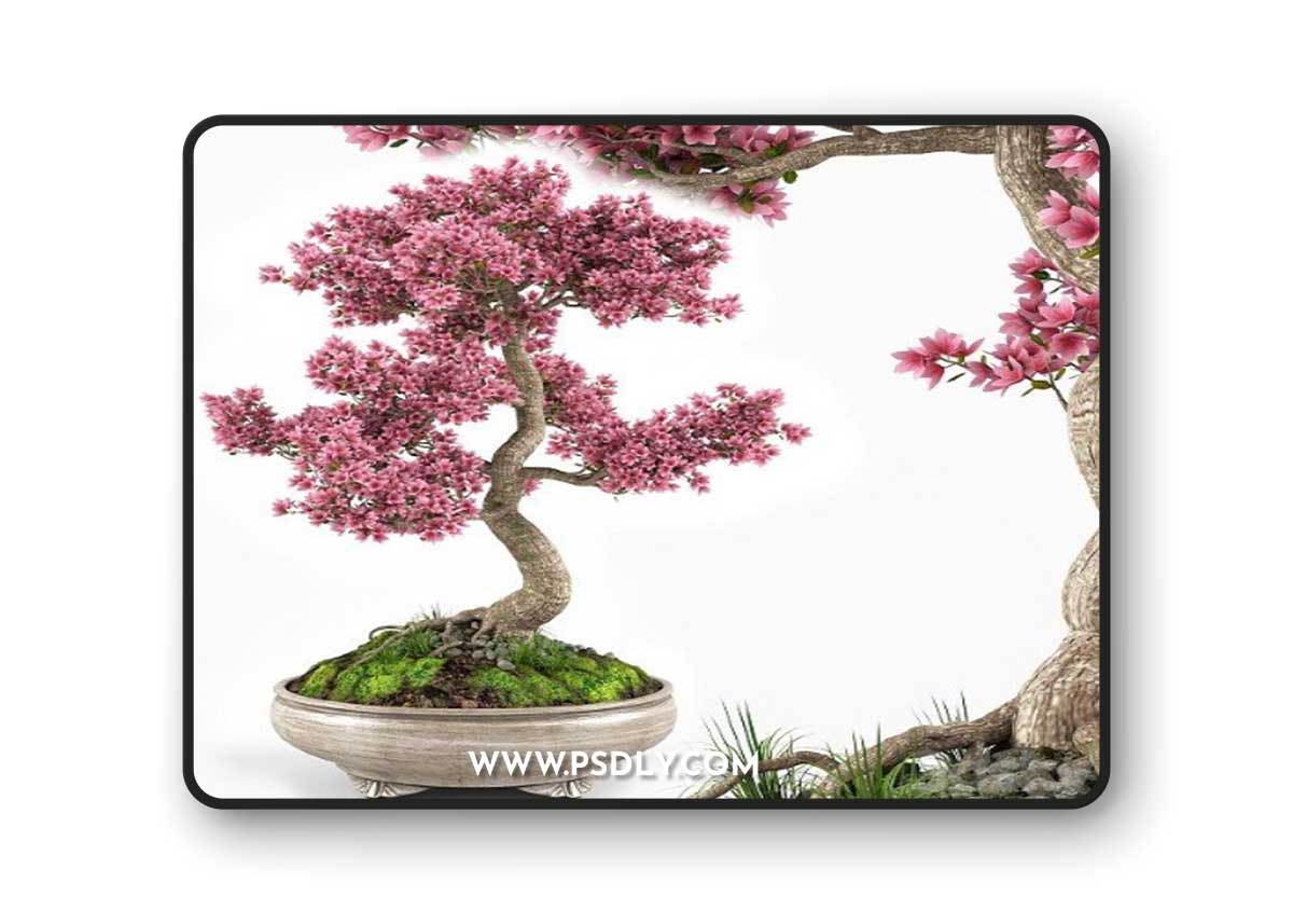 Pro 3DSky - Sakura Bonsai Tree