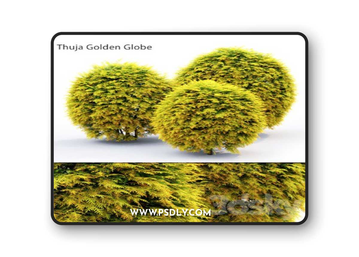 Pro 3DSky - Thuja Golden Globe