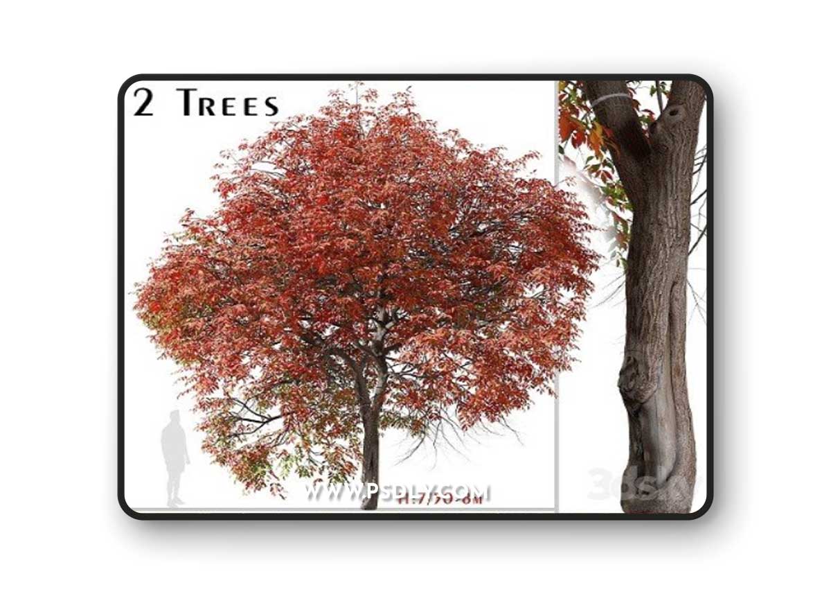 Set of Chinese Pistache Tree Vray