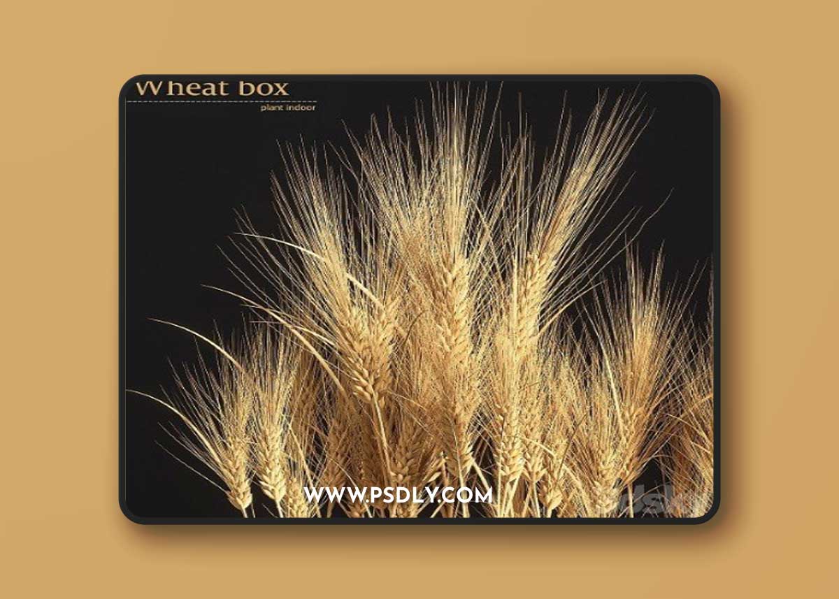 Wheat Box Vray+Corona