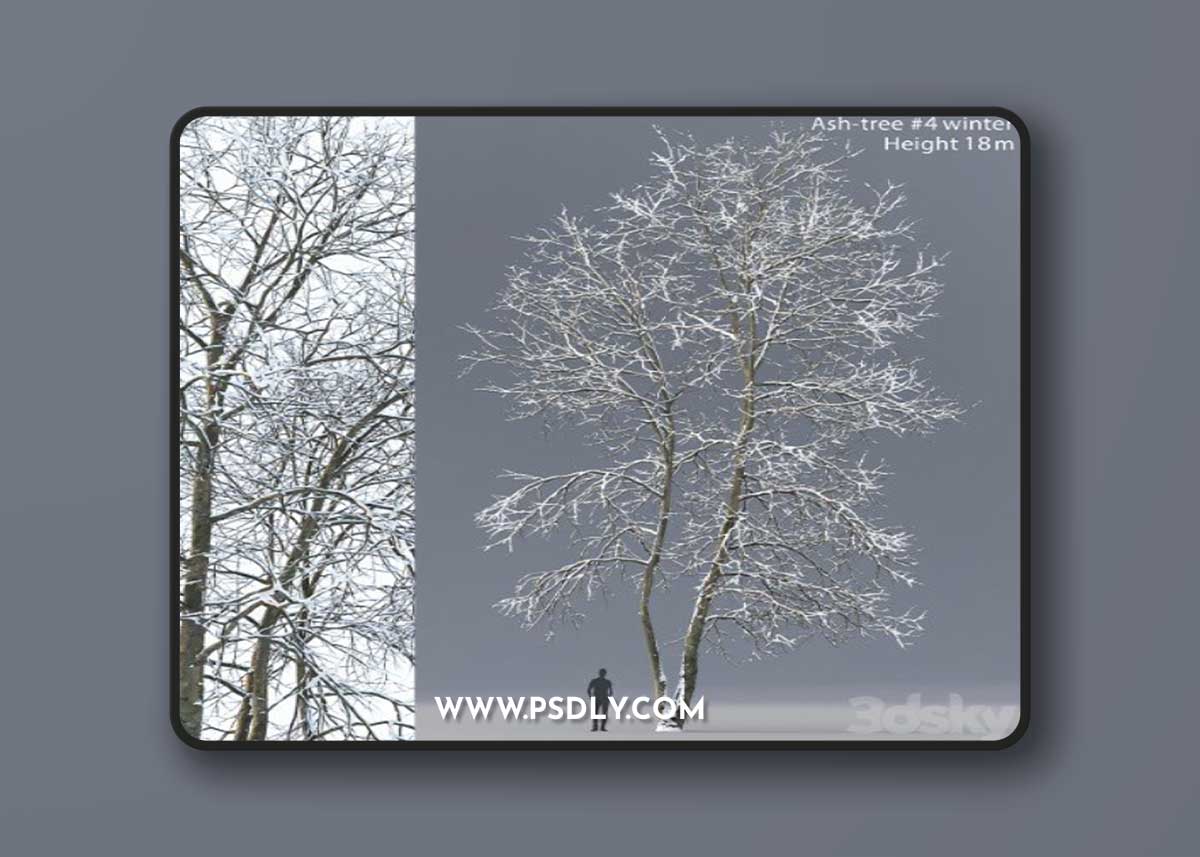 Winter Ash | Ash-tree winter # 4 (18m) Vray+Corona