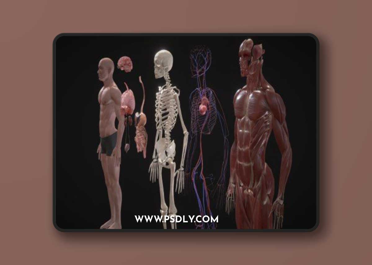 Animated Full Human Body Anatomy