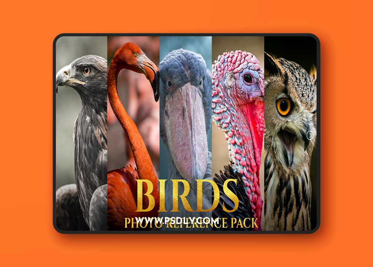 Artstation - Satine Zillah - Birds Reference Pack For Artists