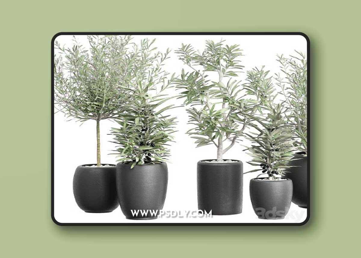 FLOWER PACK 121 3D Model